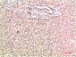 TTR mouse Monoclonal Antibody(5G9)